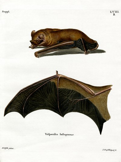 خفاش Noctule Bat (نقش ملون) بواسطة المدرسة الألمانية