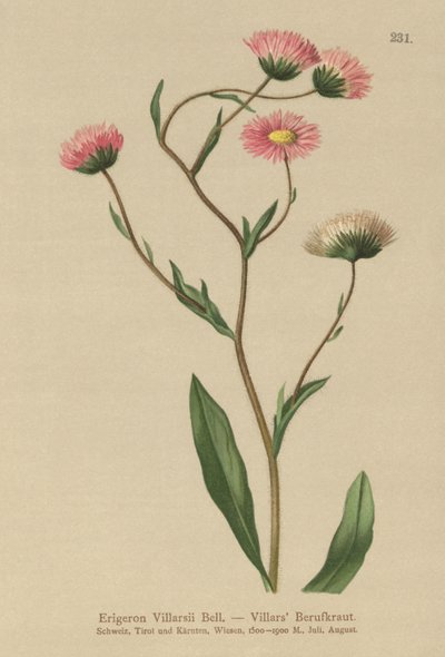 Fleabane اليونانية (Erigeron Villarsii ، Erigeron atticus) بواسطة المدرسة الألمانية