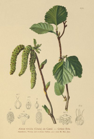 ألدر الأخضر (Alnus viridis) بواسطة المدرسة الألمانية