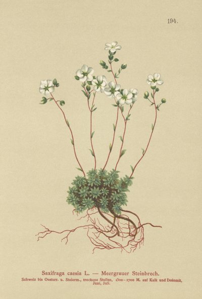 Gray Saxifrage (Saxifraga caesia) بواسطة المدرسة الألمانية