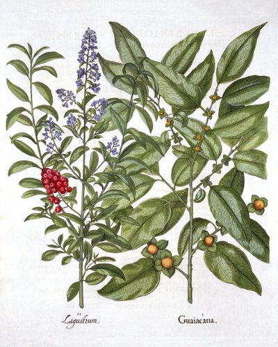 Guaiacum و Chinese Privet ، من Hortus Eystettensis ، بقلم باسل بيسلر (1561-1629) ، حانة. 1613 (نقش يدوي) بواسطة المدرسة الألمانية