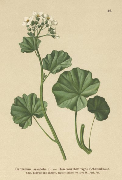 الجرجير المشعر (Cardamine asarifolia) بواسطة المدرسة الألمانية