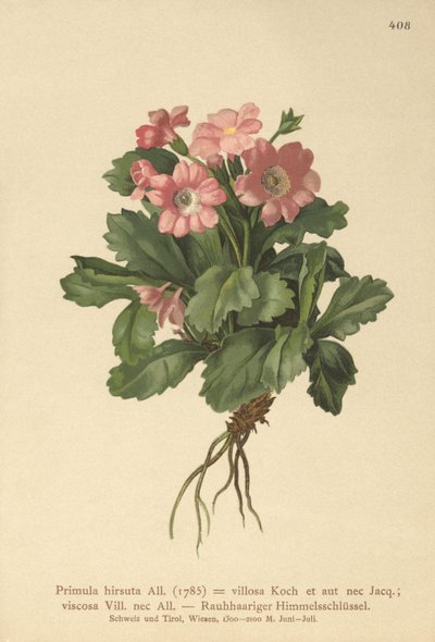 زهرة الربيع المشعرة (Primula hirsuta) بواسطة المدرسة الألمانية