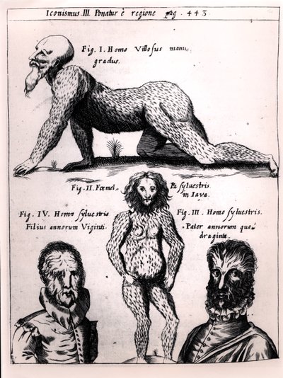 رجل مشعر ورجل بري ، التوضيح من Physica Curiosa بواسطة Gaspar Schott (1608-66) بواسطة المدرسة الألمانية