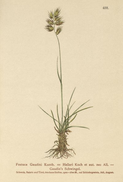 Hallers Fescue (Festuca Gaudini ، Festuca Hallerie) بواسطة المدرسة الألمانية