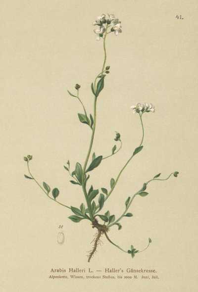 Hallers Wall-cress (الدول العربية) بواسطة المدرسة الألمانية