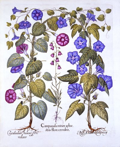 Harebell و Convovulus ، من Hortus Eystettensis ، بقلم باسل بيسلر (1561-1629) ، حانة. 1613 (نقش يدوي) بواسطة المدرسة الألمانية