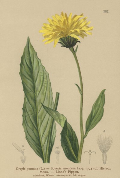 صقور اللحية (Crcpis Bocconi ، Crcpis Drogheda Crcpis country Hieracium Mountains by Soyeria angustifolia) بواسطة المدرسة الألمانية