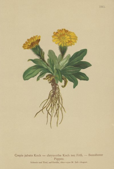 صقور اللحية (Crepis jubata ، Crepis rhaetica) بواسطة المدرسة الألمانية