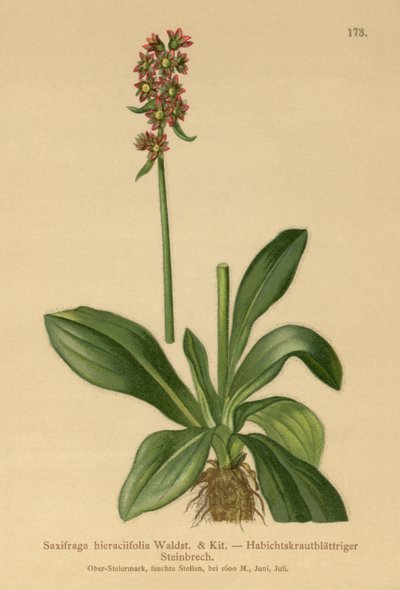 Hawkweed Saxifrage (Saxifraga hieraciifolia) بواسطة المدرسة الألمانية