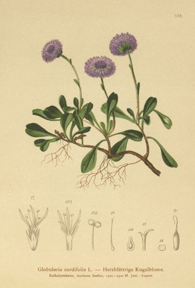 زهرة الأقحوان ذات الأوراق القلبية (Globularia cordifolia) بواسطة المدرسة الألمانية