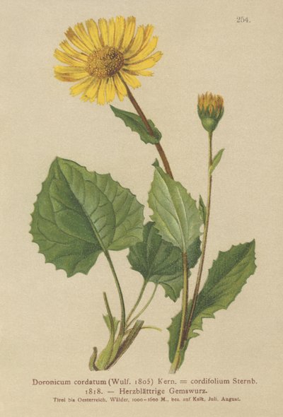 ليوبارد بانيز القلب (Doronicum cordatum ، Doronicum cordifolium ، Aronicum cordatum) بواسطة المدرسة الألمانية
