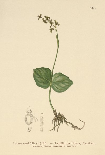 Twayblade ذو الأوراق القلبية (Listera cordata ، Listera cordifolia ، Neottia cordata) بواسطة المدرسة الألمانية