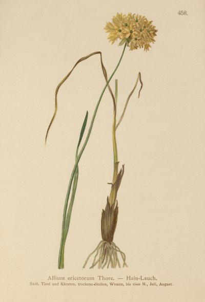 HEATH Garlic (علامات Allium ، الثوم الصلب ، Allium graminifolium) بواسطة المدرسة الألمانية