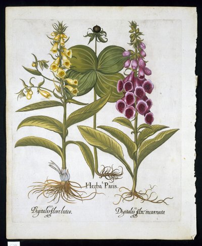 Herb Paris (Solanum quadrifolium) ، Common Foxglove (Digitalis Purpurea) Large Yellow Foxglove من Hortus Eystettensis بواسطة Basil Besler (1561-1629) pub 1613 (نقش ملون باليد) بواسطة المدرسة الألمانية