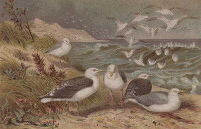Herring Gull and Great Black-Backed Gull، plate from Brehms Tierleben: Allgemeine Kunde des Tierreichs، vol.6، p.108، الذي نشره Bibliographisches Institut، 1892 بواسطة المدرسة الألمانية
