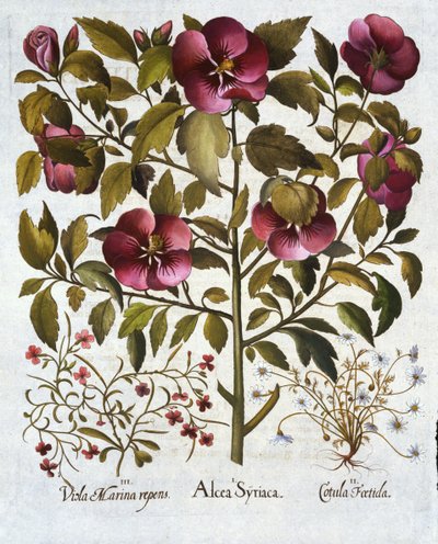 الكركديه syriacus ، البابونج النتن ومن Hortus Eystettensis ، بواسطة Basil Besler (1561-1629) حانة. 1613 بواسطة المدرسة الألمانية