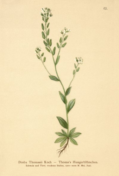 هواري ويتلو العشب (Draba Thomasii) بواسطة المدرسة الألمانية