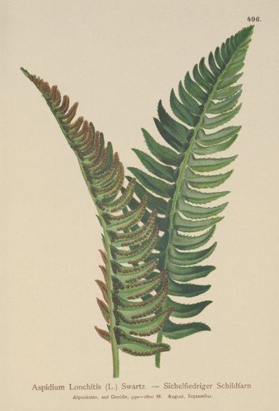 هولي سرخس (التهاب القصبات Aspidium ، التهاب القصبات Polystichum) بواسطة المدرسة الألمانية