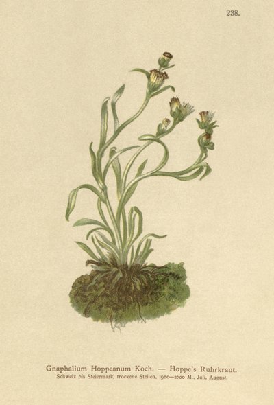 Coppweed Hoppes (Gnaphalium Hoppeanum ، Omalotheca hoppeana) بواسطة المدرسة الألمانية