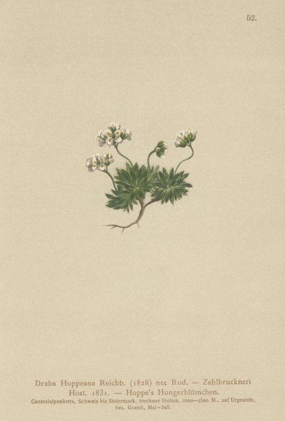 Hoppes Whitlow-grass (Draba Hoppeana ، Draba Zahlbruckneri) بواسطة المدرسة الألمانية