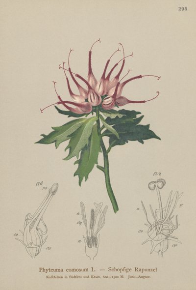 القردة القرنية (Phyteuma comosum ، Physoplexis comosa ، Syntoma comosum) بواسطة المدرسة الألمانية