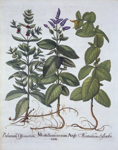 الحصان والنعناع ، من Hortus Eystettensis ، بقلم Basil Besler (1561-1629) ، حانة. 1613 (نقش يدوي) بواسطة المدرسة الألمانية