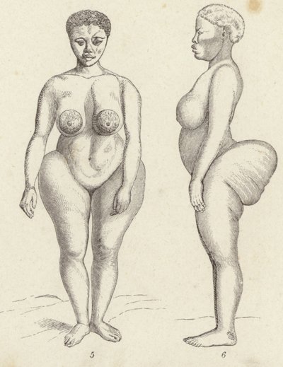 الزهرة Hottentot (نقش) بواسطة المدرسة الألمانية