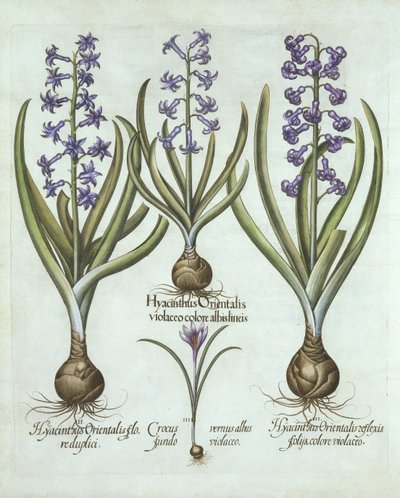 صفير وخريف زعفران ، من Hortus Eystettensis ، بقلم Basil Besler (1561-1629) ، حانة. 1613 (نقش يدوي) بواسطة المدرسة الألمانية