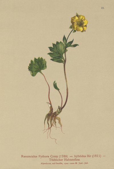 الحوذان الهجين (Ranunculus Pythora ، Ranunculus hybridus) بواسطة المدرسة الألمانية