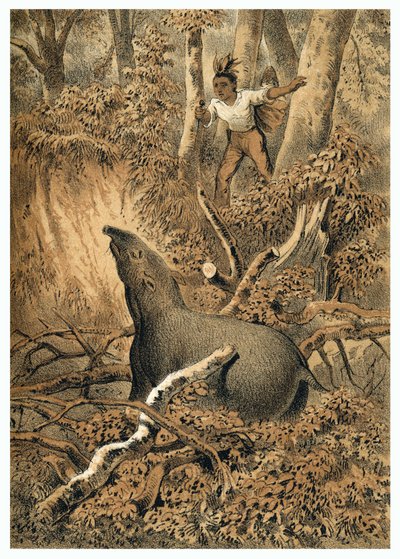 رسم توضيحي لصيد التابير الهندي في غابات الأمازون. في "The Boatslieden der Amazon-River" ، كارل مولر ، هولندا بواسطة المدرسة الألمانية