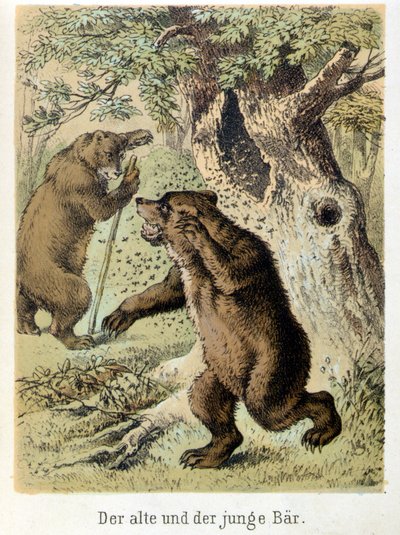 رسم توضيحي لحكايات فرانز هوفمان "حكايات وخرافات - الدب الصغير والدب العجوز": دب صغير هاجمه النحل. الطباعة الحجرية الملونة في القرن التاسع عشر. بواسطة المدرسة الألمانية
