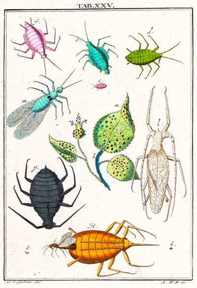 رسم توضيحي يوضح آفات الحديقة المختلفة ، الميكروسكوب ، 1764 (نقش الألوان) بواسطة المدرسة الألمانية