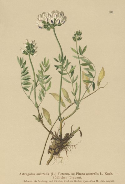 Milkvetch الهندي (Astragalus australis ، Astragalus aboriginum ، Phaca australis) بواسطة المدرسة الألمانية