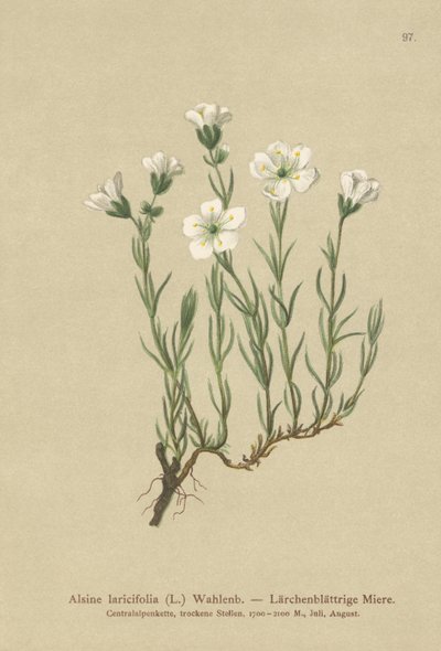 نبتة جبال الألب الداخلية (Larineifolia Alsine ، Minuartia laricifolia ، Arenaria laricifolia) بواسطة المدرسة الألمانية