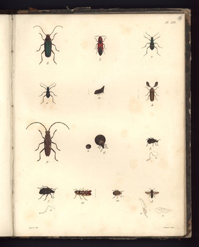 Insecta ، Pl. XVI ، توضيح من خلاصة ملاحظة علم الحيوان والتشريح المقارن ، المصنوعة في منطقة المحيط الأطلسي ، وفي داخل القارة الجديدة وفي بحر الجنوب خلال السنوات 179 بواسطة المدرسة الألمانية