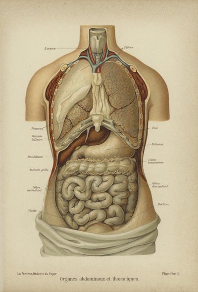 Internal organs of the abdomen and thorax (colour litho) بواسطة المدرسة الألمانية