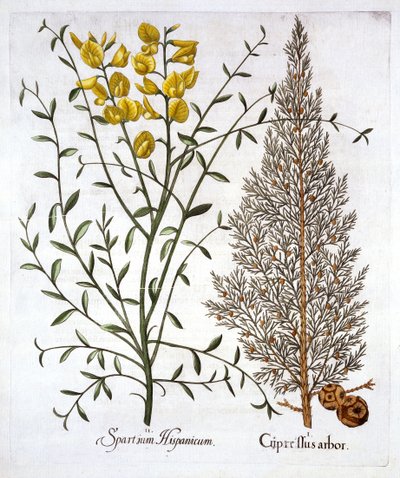 السرو الإيطالي والمكنسة الإسبانية ، من Hortus Eystettensis ، بقلم Basil Besler (1561-1629) ، حانة. 1613 (نقش يدوي) بواسطة المدرسة الألمانية
