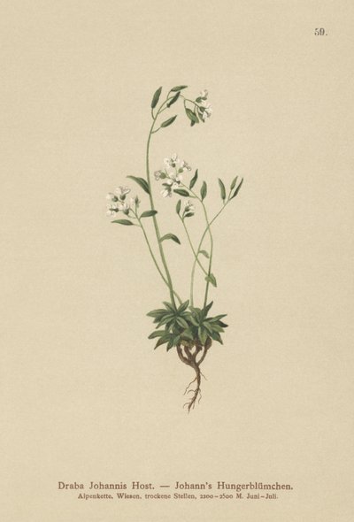 Johns Whitlow-grass (Draba Johannis) بواسطة المدرسة الألمانية