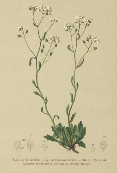 Kernera (Kernera saxatilis ، Cochlearia saxatilis) بواسطة المدرسة الألمانية