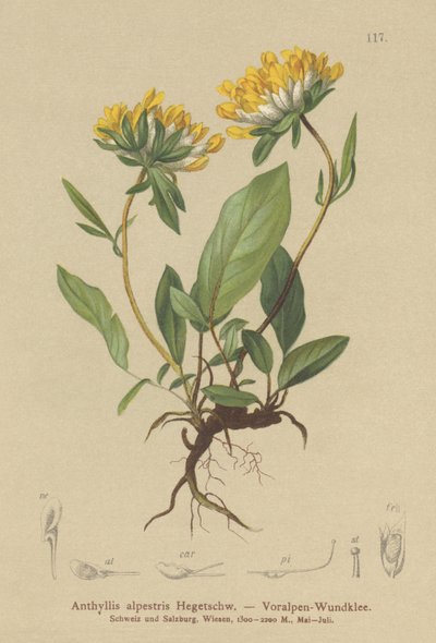 Vetch الكلى (Anthyllis alpestris ، Anthyllisضعف الحساسيات. alpestris) بواسطة المدرسة الألمانية