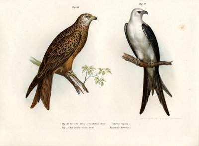 طائرة ورقية ، 1864 بواسطة المدرسة الألمانية