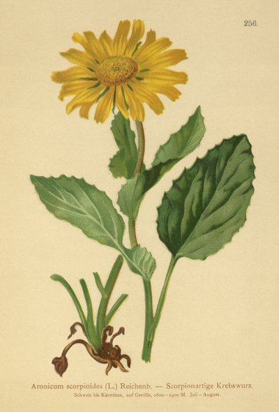 زهرة ليوباردز الكبيرة المزهرة (Aronicum scorpioides ، Doronicum grandiflorum) بواسطة المدرسة الألمانية