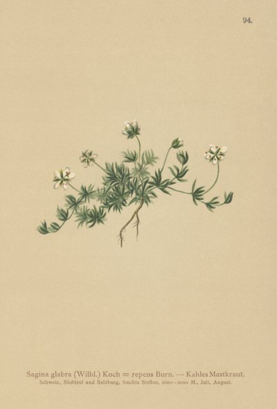 Lawn Pearlwort (Sagina glabra ، Sagina repens) بواسطة المدرسة الألمانية