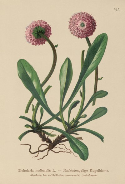 Globularia الجذعية بلا أوراق (Globularia nudicaulis) بواسطة المدرسة الألمانية