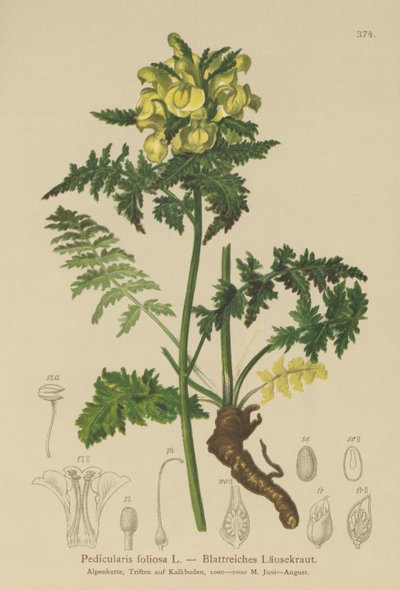 أوراق الشجر الورقية (Pedicularis foliosa) بواسطة المدرسة الألمانية