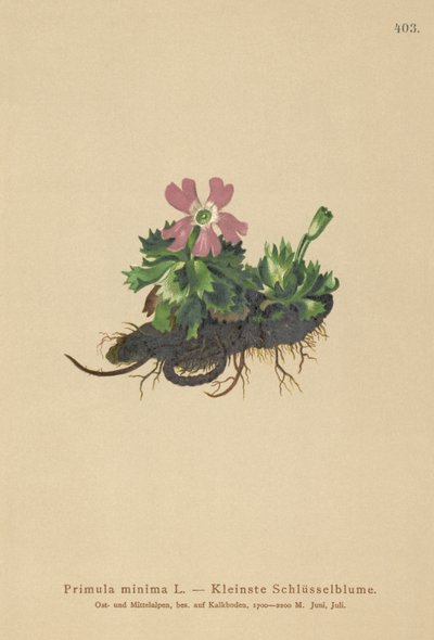 زهرة الربيع الدنيا (Primula minima ، Auriculastrum primula ، Primula veris) بواسطة المدرسة الألمانية