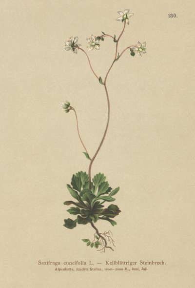 كبرياء لندن الصغرى (Saxifraga cuneifolia) بواسطة المدرسة الألمانية