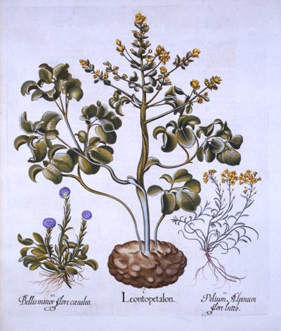 أوراق ليف وأزهار جبال الألب ، من Hortus Eystettensis ، بقلم باسل بيسلر (1561-1629) ، حانة. 1613 (نقش يدوي) بواسطة المدرسة الألمانية