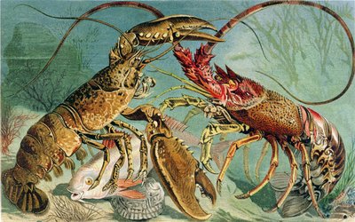 Lobster و Spiny Lobster ، لوحة من Brehms Tierleben: Allgemeine Kunde des Tierreichs ، المجلد 10 ، ص 44 ، نشره Bibliographisches Institut ، 1893 بواسطة المدرسة الألمانية